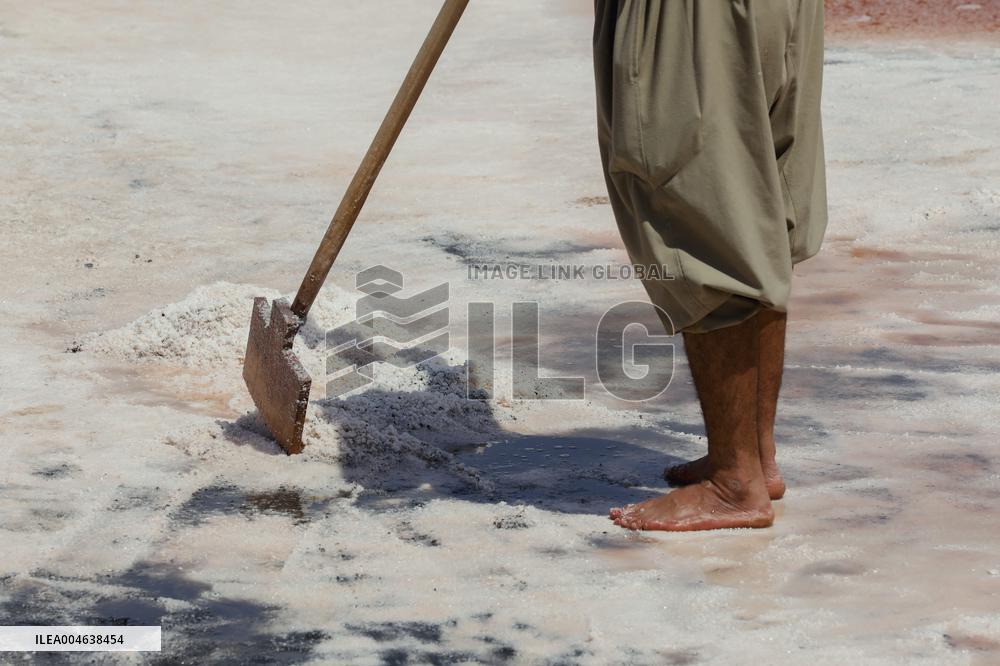 Salt Harvest Declines Sharply - Iraq