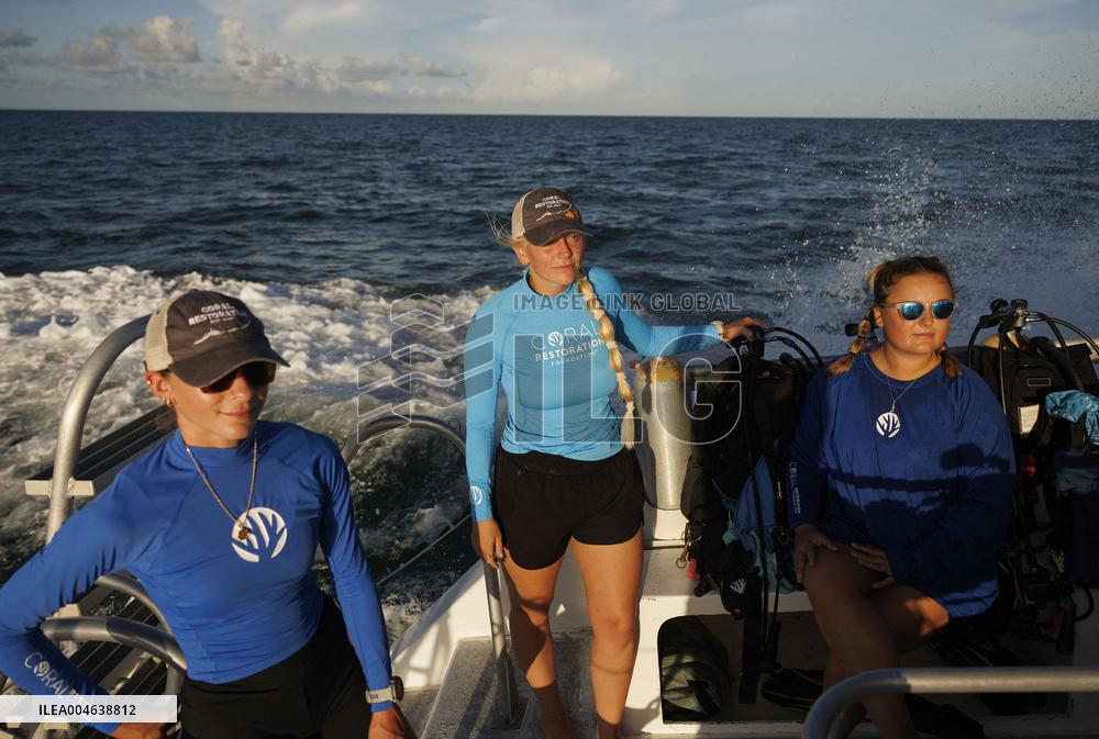 Coral Spawning - Florida