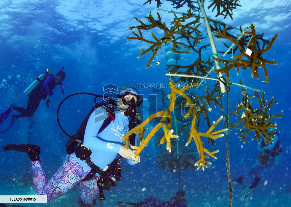 Coral Spawning - Florida