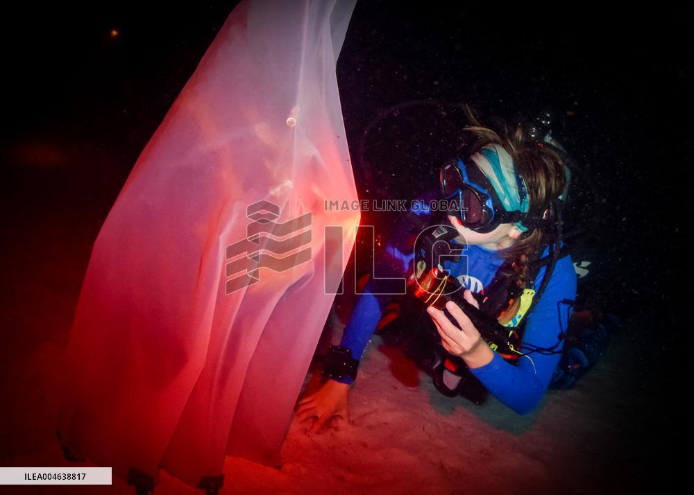 Coral Spawning - Florida