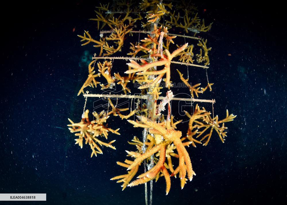 Coral Spawning - Florida