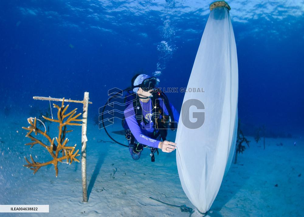 Coral Spawning - Florida