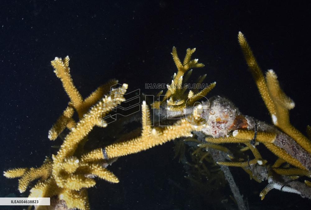 Coral Spawning - Florida