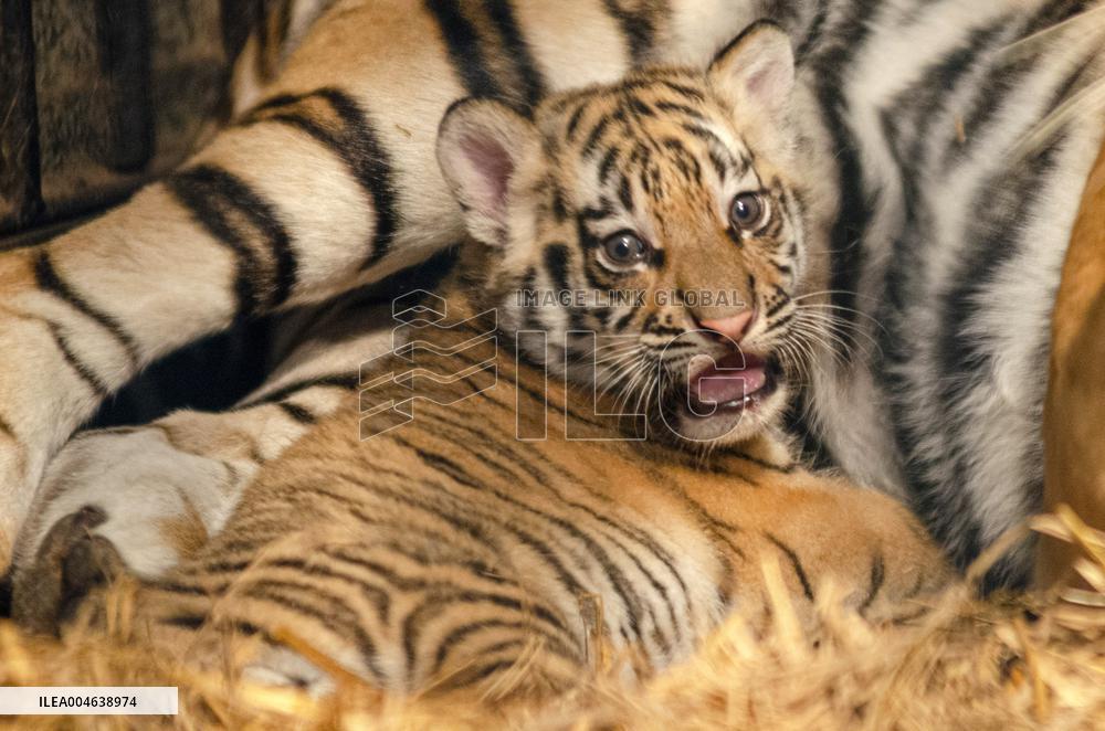 Bengal Tiger Cubs at Bandung Zoo - Indonesia