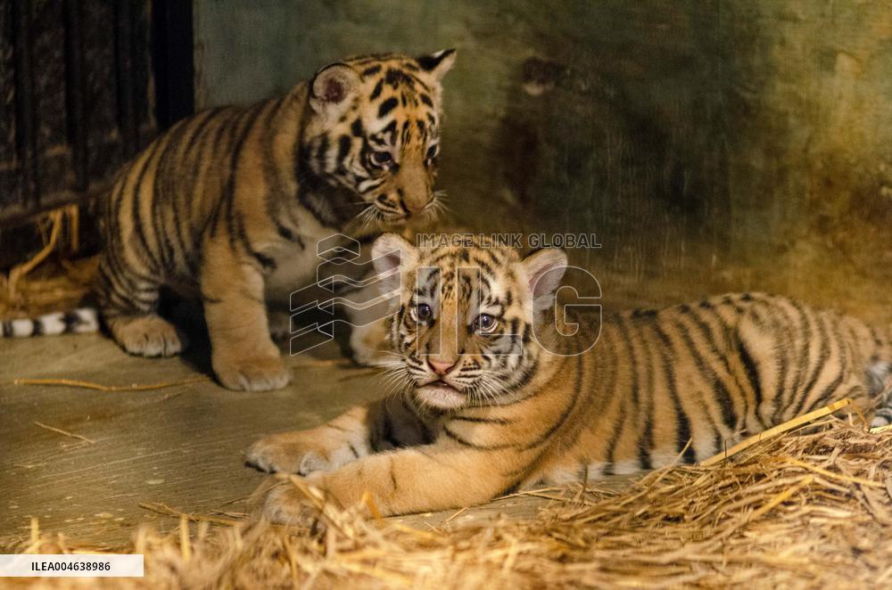 Bengal Tiger Cubs at Bandung Zoo - Indonesia
