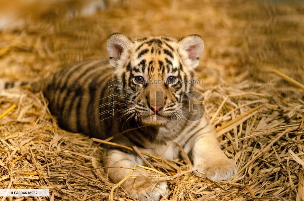 Bengal Tiger Cubs at Bandung Zoo - Indonesia