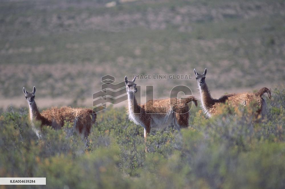 Illustration - Patagonie