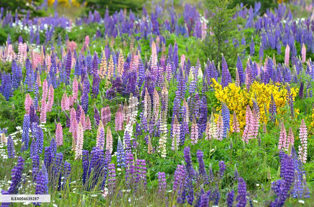 Illustration - Patagonie