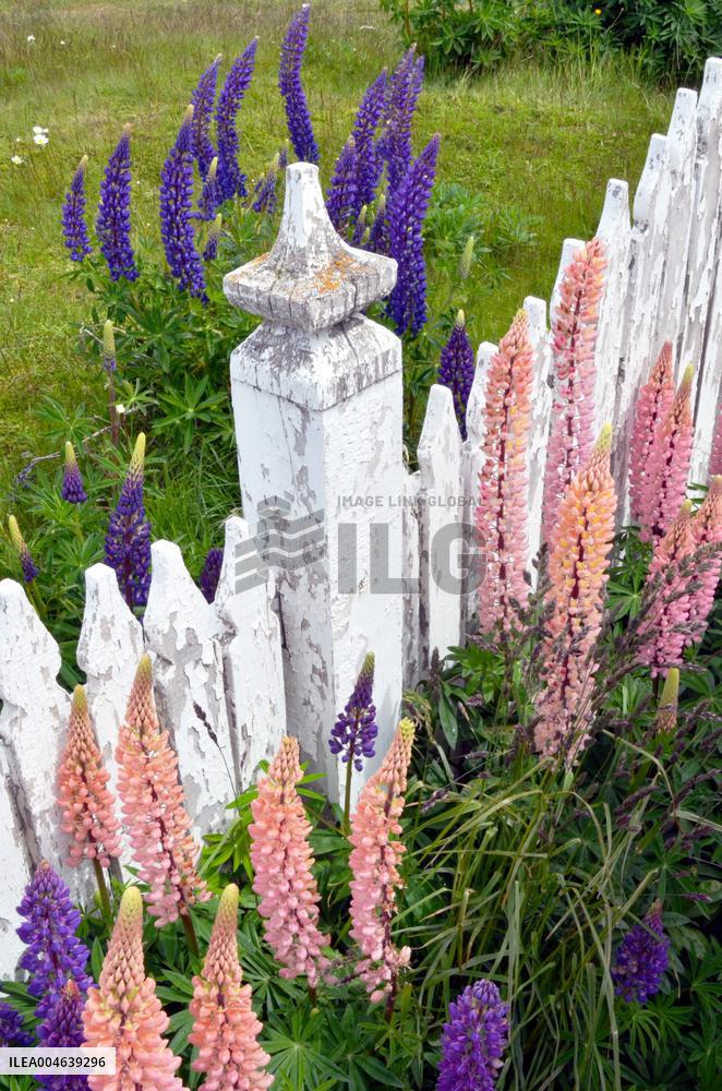 Illustration - Patagonie