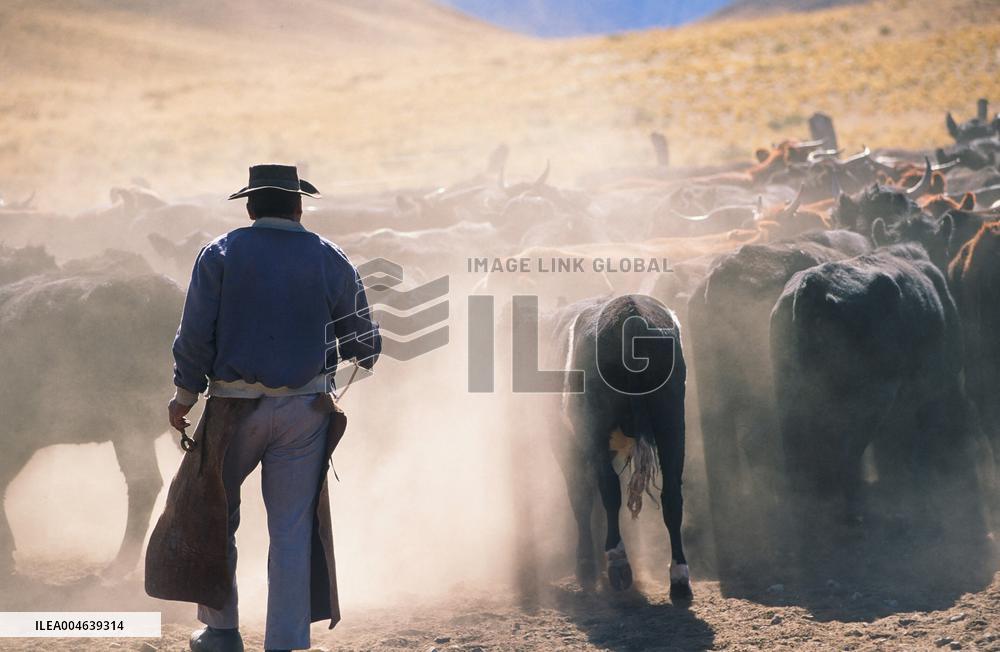 Illustration - Patagonie