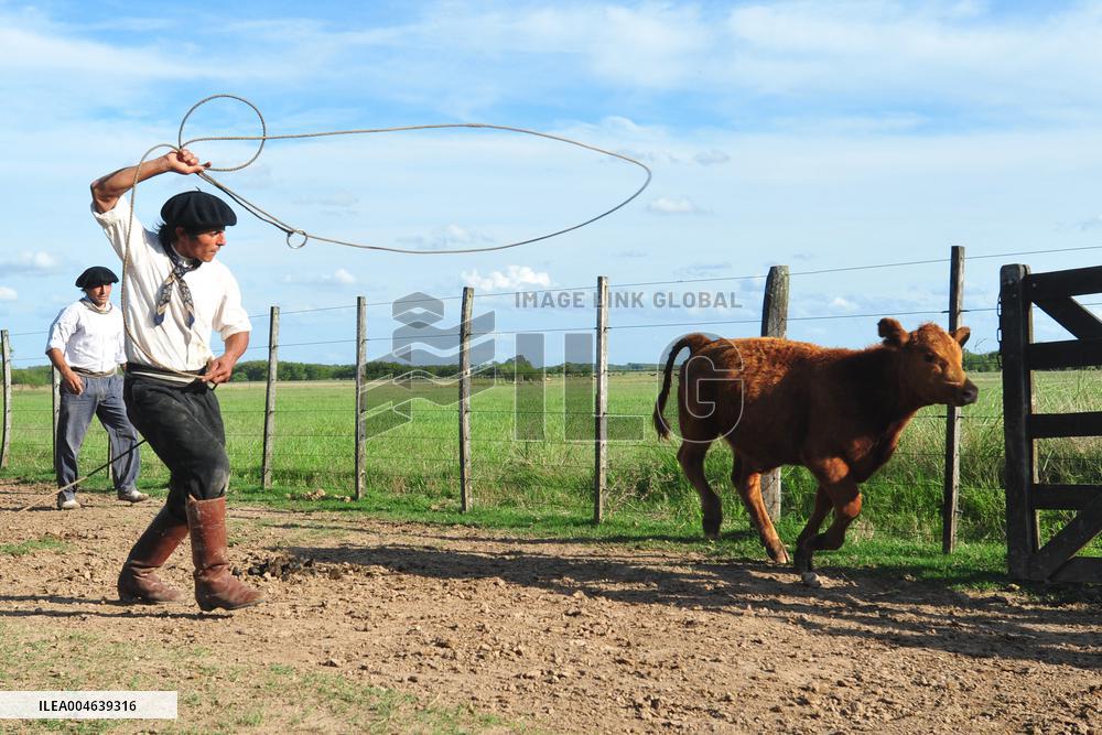 Illustration - Patagonie