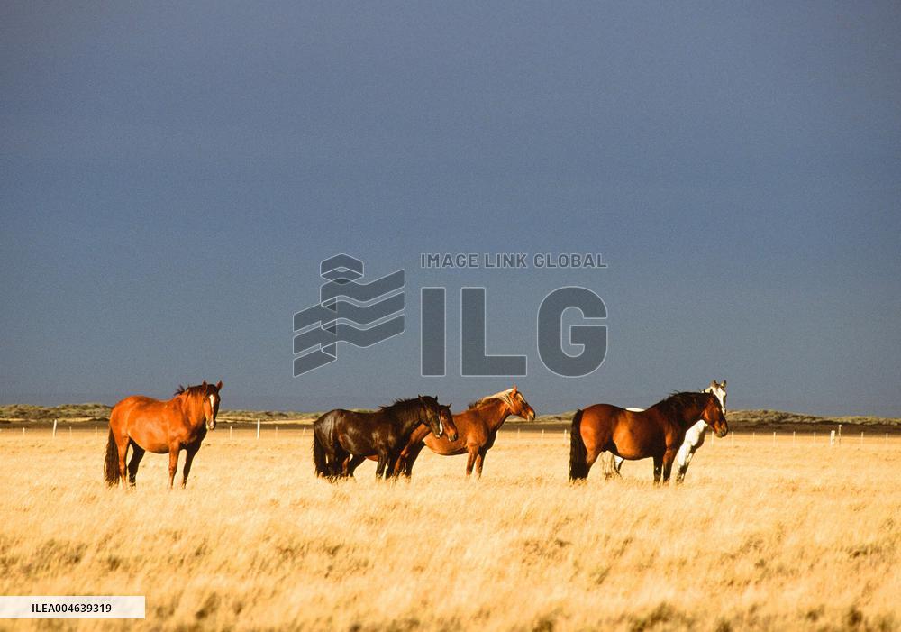 Illustration - Patagonie