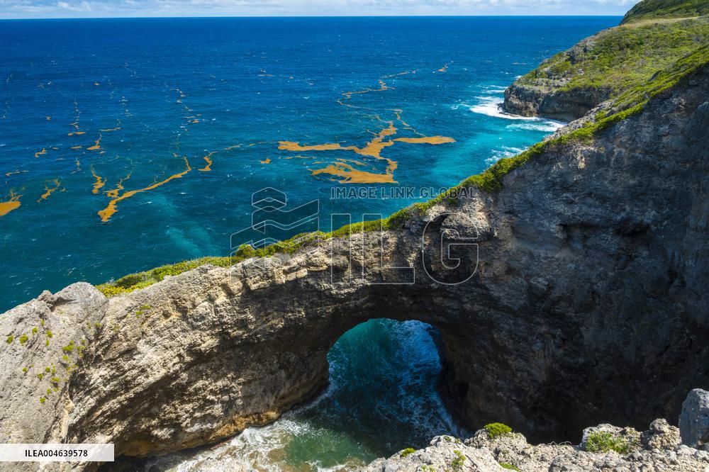 Illustration - Sargassum Antilles