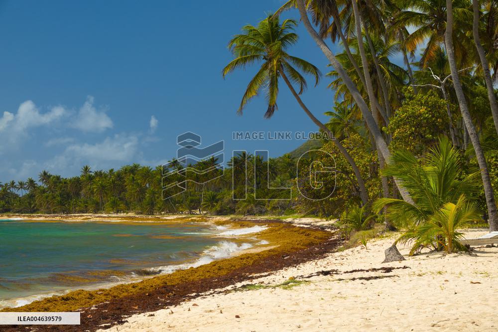 Illustration - Sargassum Antilles