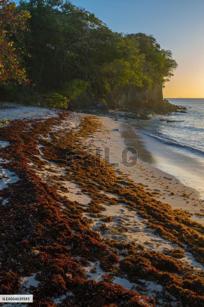 Illustration - Sargassum Antilles