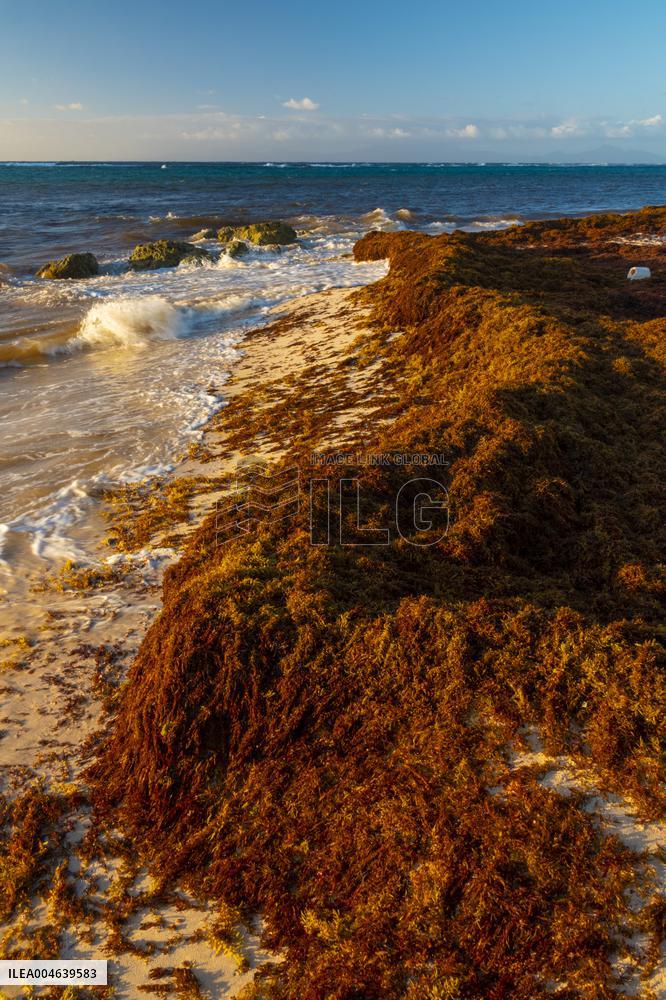 Illustration - Sargassum Antilles