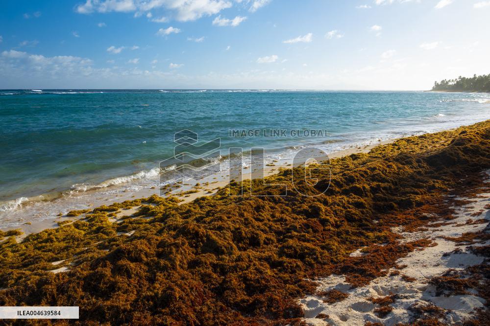 Illustration - Sargassum Antilles