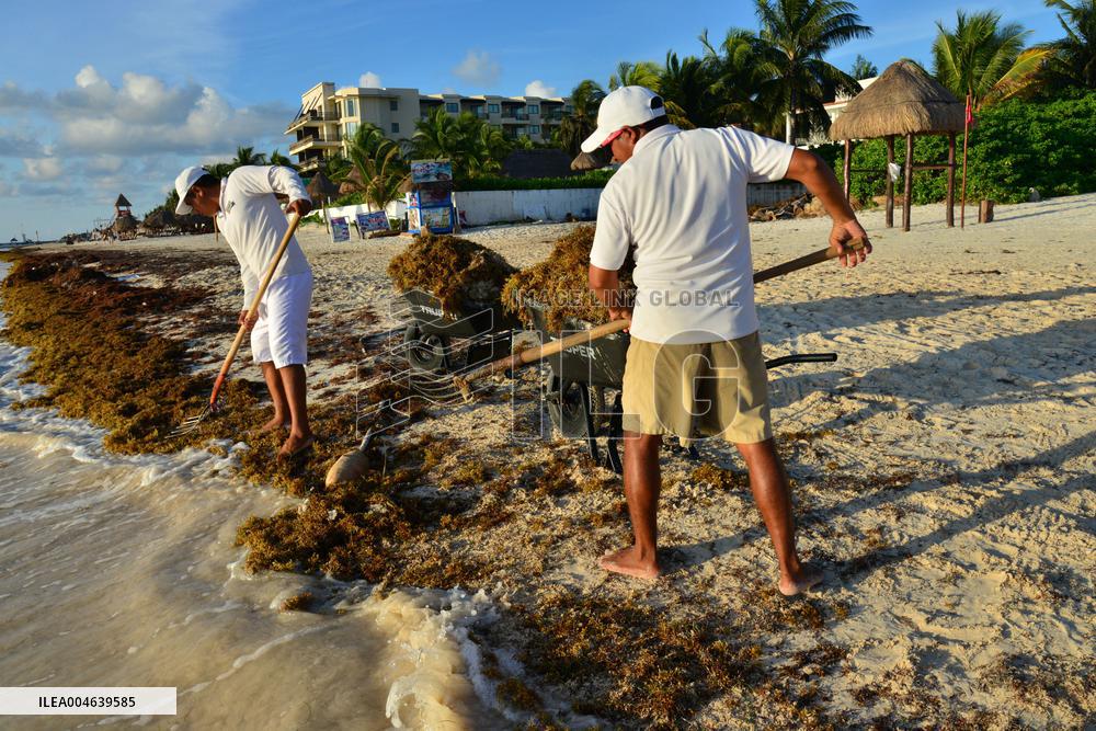 Illustration - Sargassum Antilles