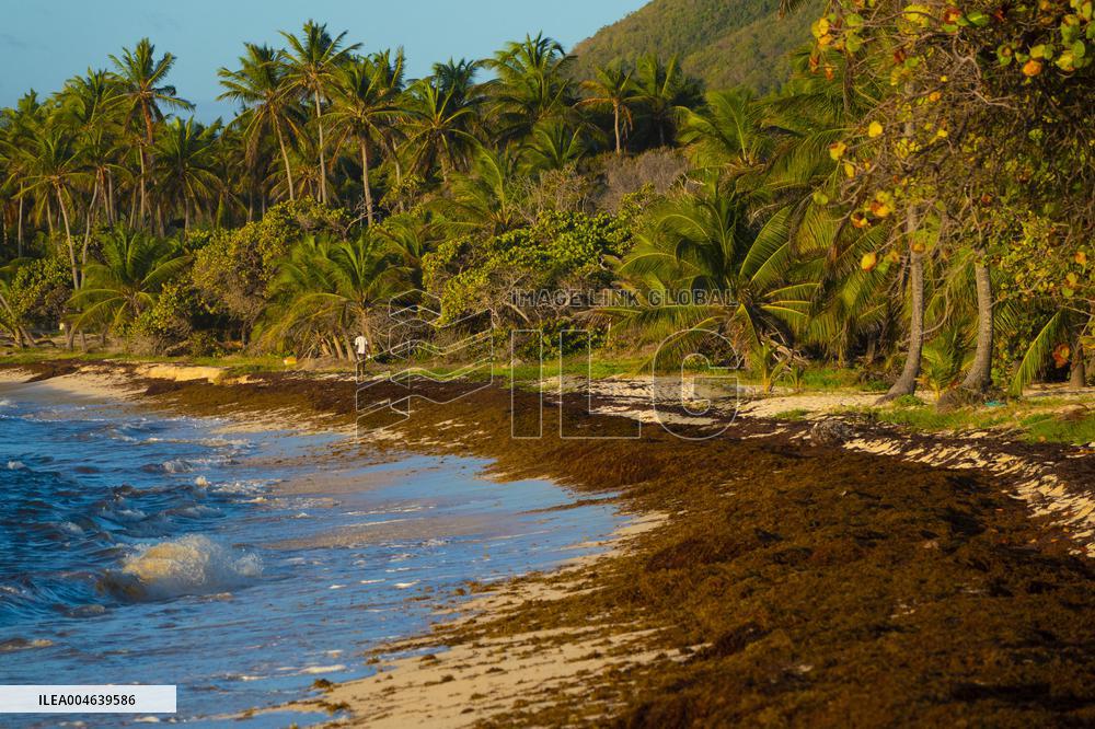 Illustration - Sargassum Antilles