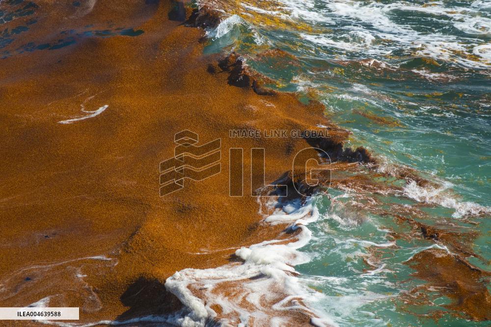 Illustration - Sargassum Antilles
