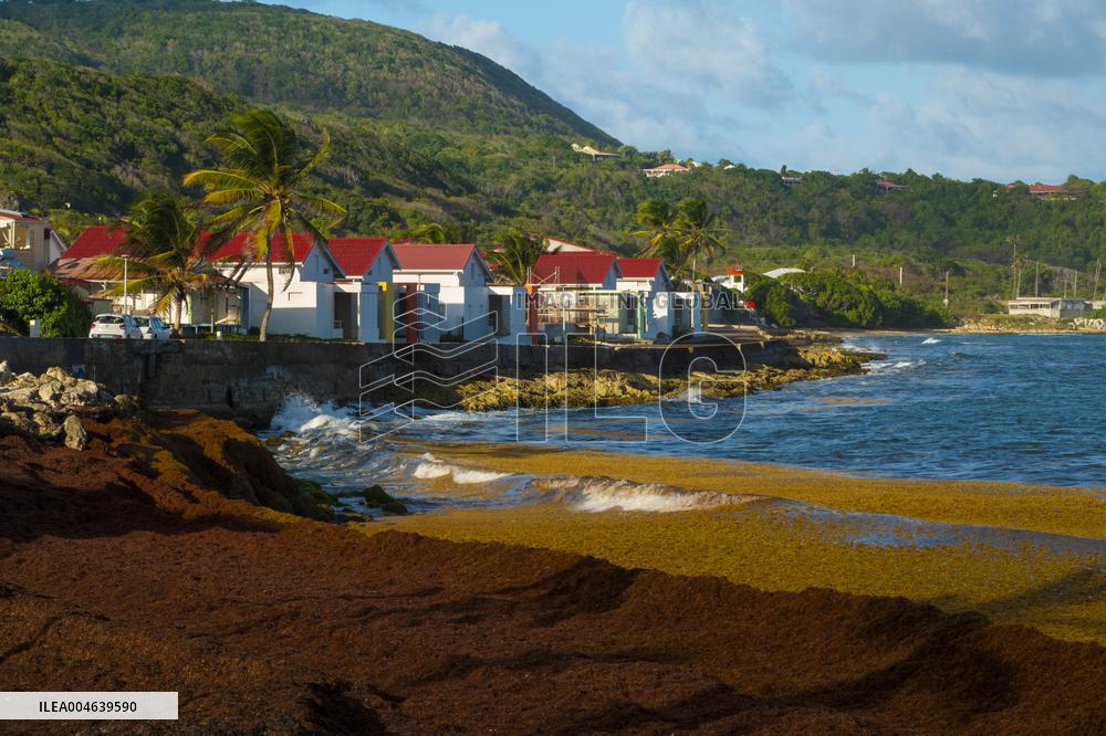 Illustration - Sargassum Antilles
