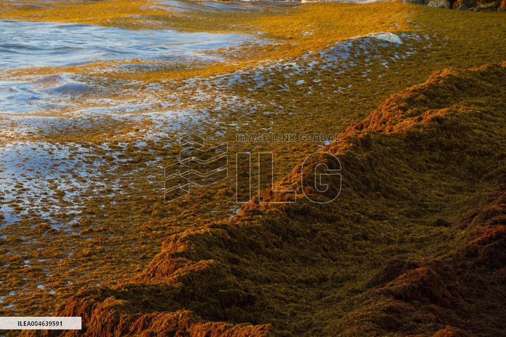 Illustration - Sargassum Antilles