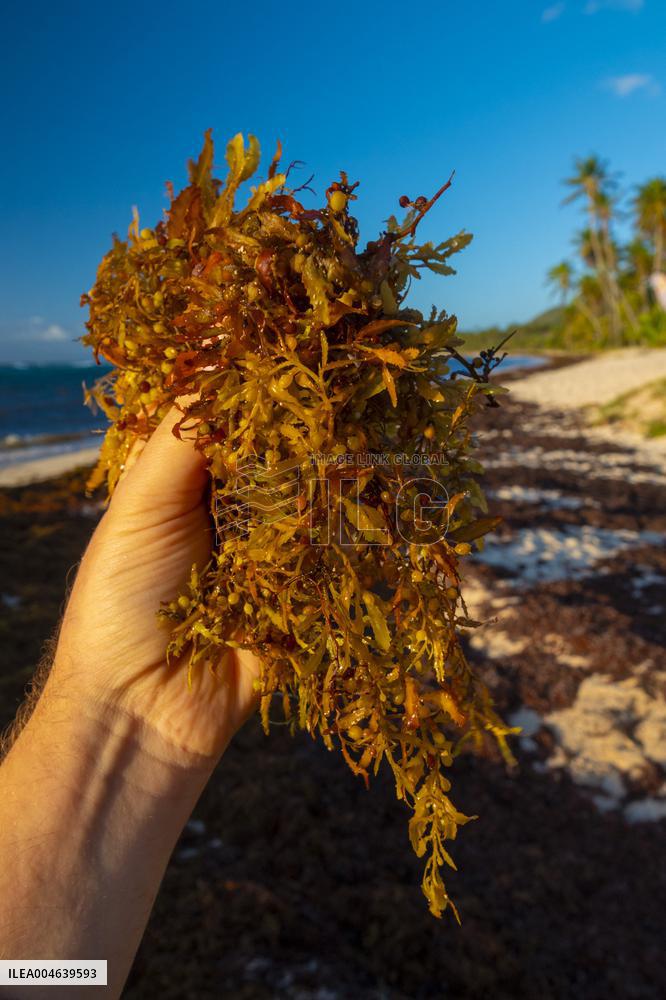 Illustration - Sargassum Antilles