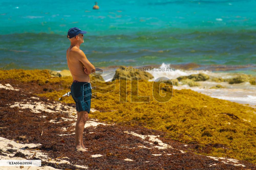 Illustration - Sargassum Antilles