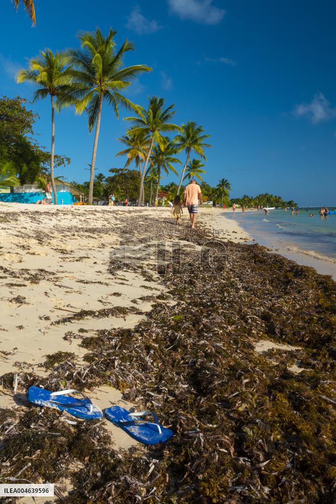 Illustration - Sargassum Antilles