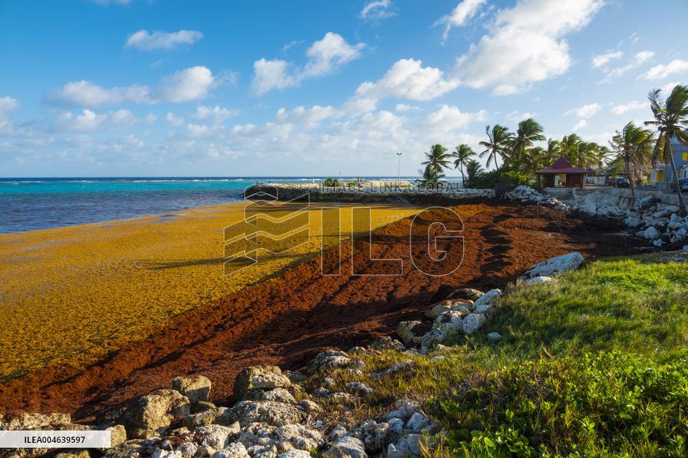 Illustration - Sargassum Antilles