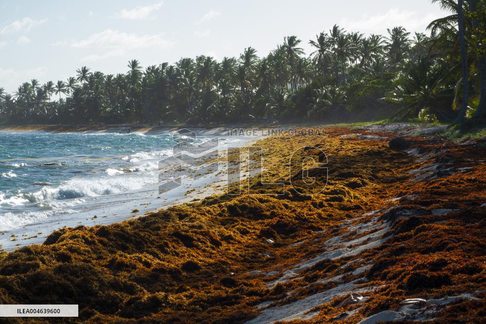 Illustration - Sargassum Antilles