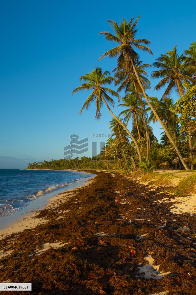 Illustration - Sargassum Antilles