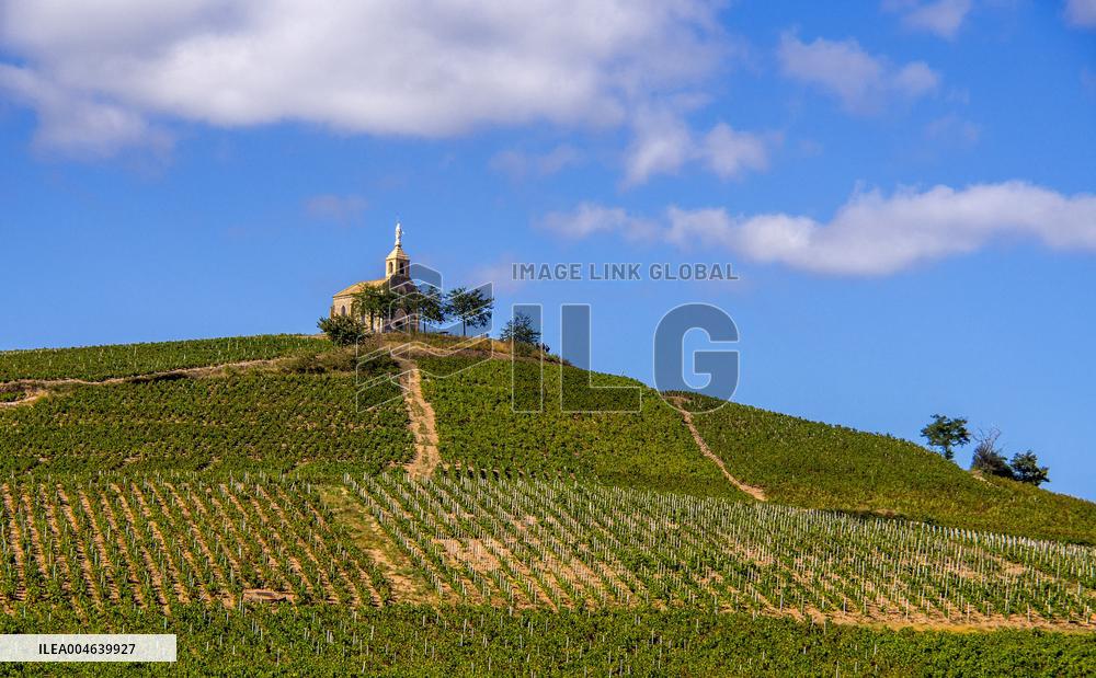 Illustration - Vin Beaujolais