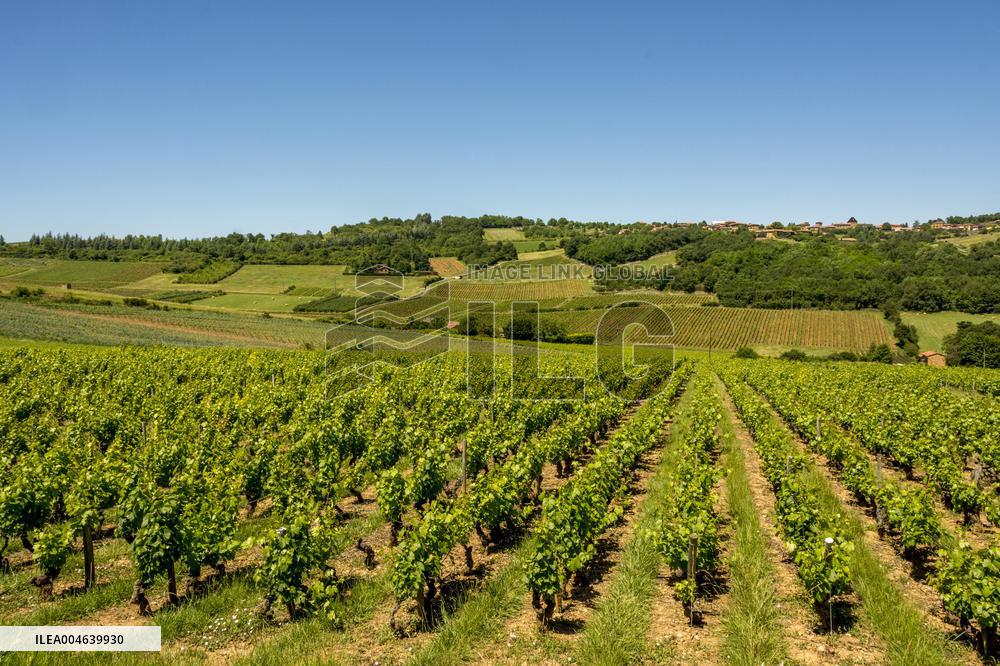 Illustration - Vin Beaujolais