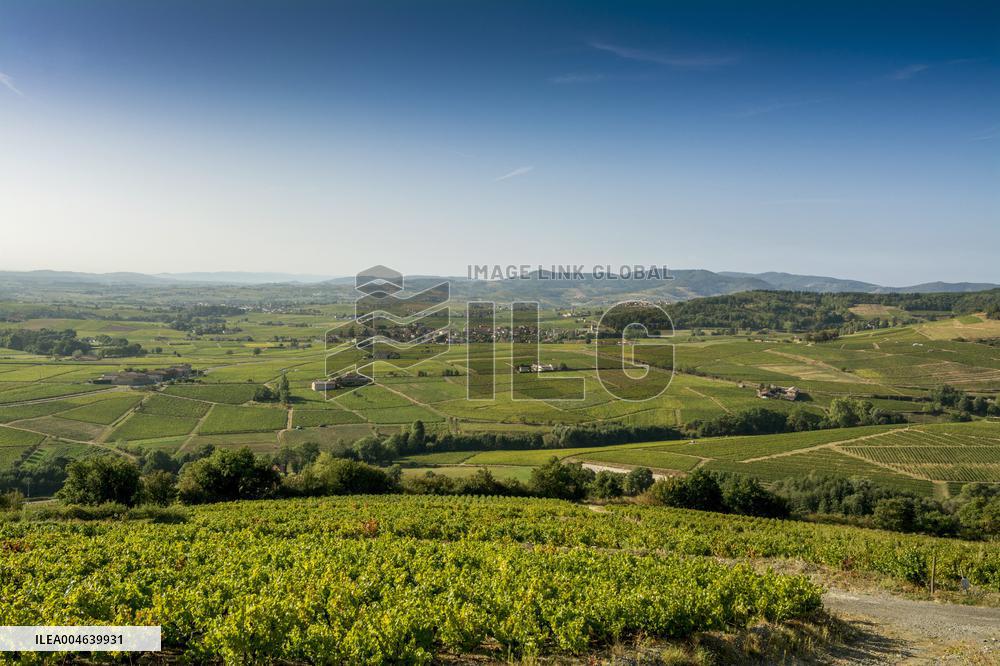 Illustration - Vin Beaujolais