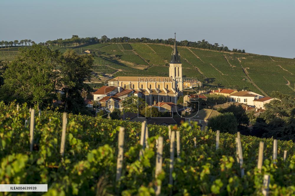 Illustration - Vin Beaujolais