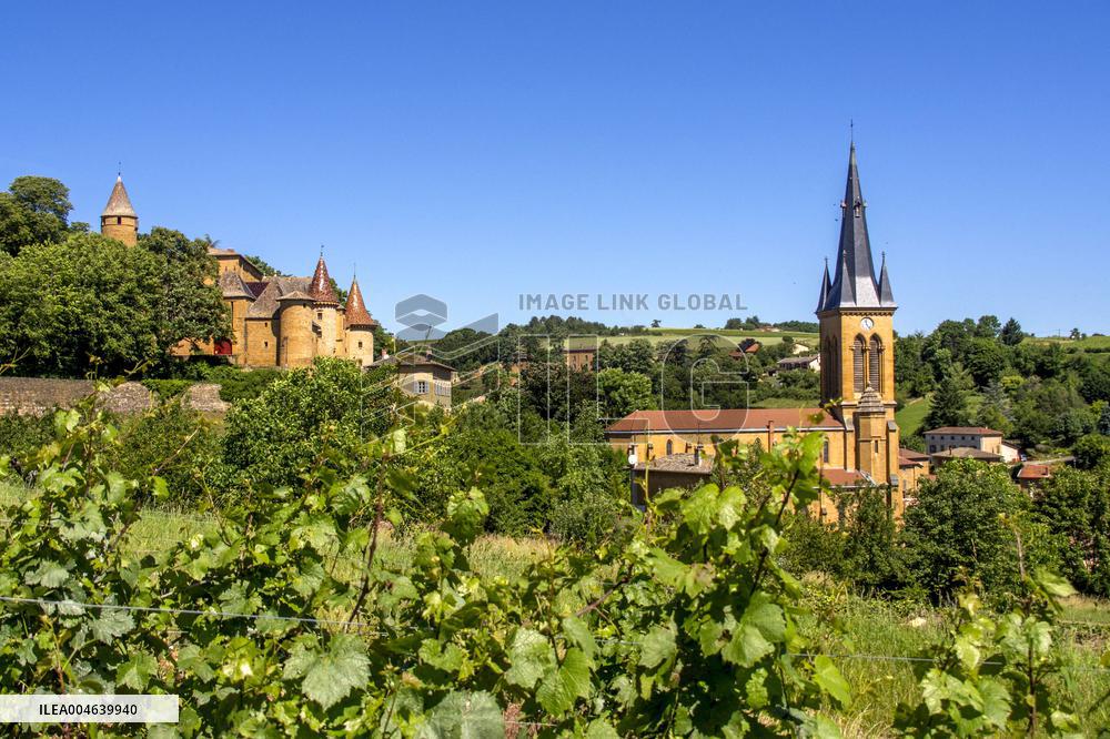 Illustration - Vin Beaujolais