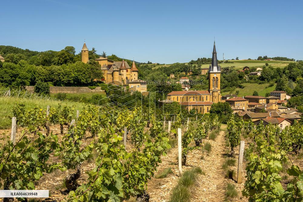 Illustration - Vin Beaujolais