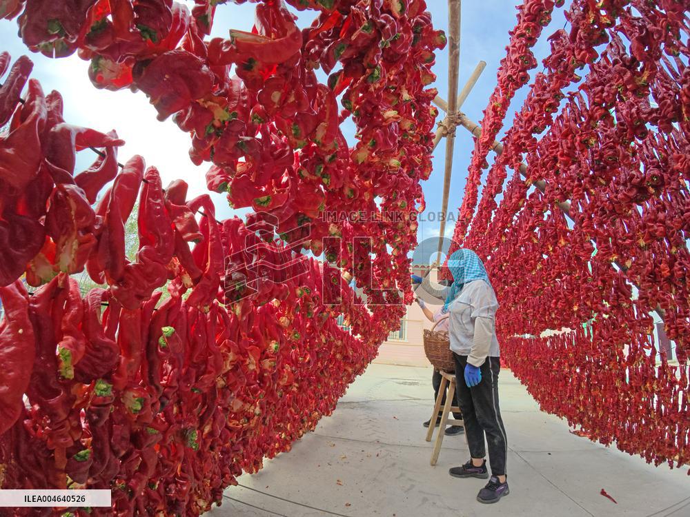 Farmers Drying Chili Peppers