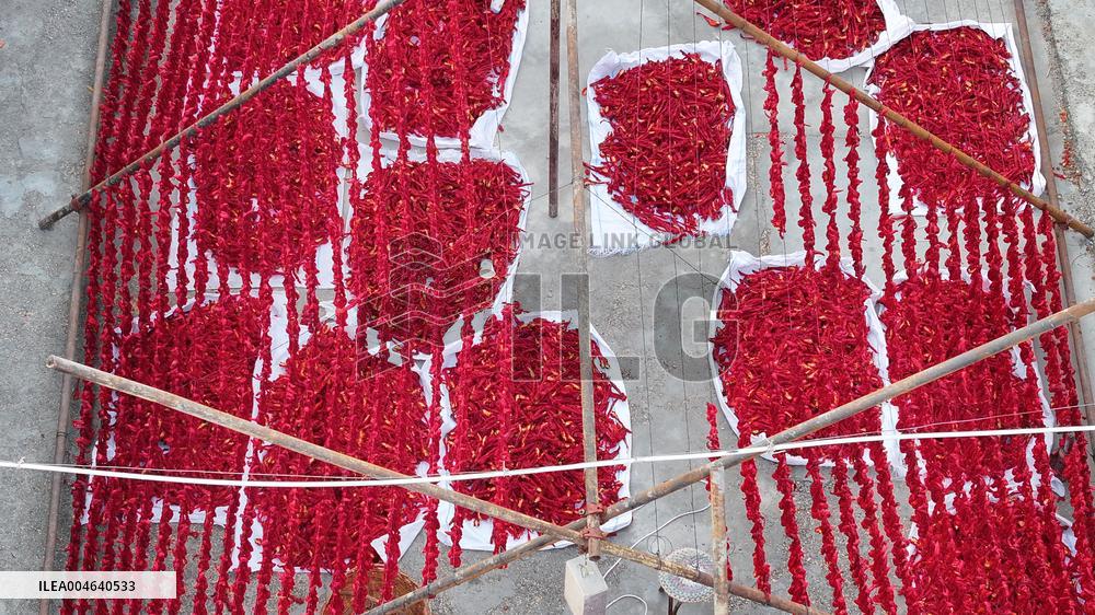 Farmers Drying Chili Peppers