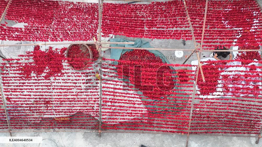Farmers Drying Chili Peppers