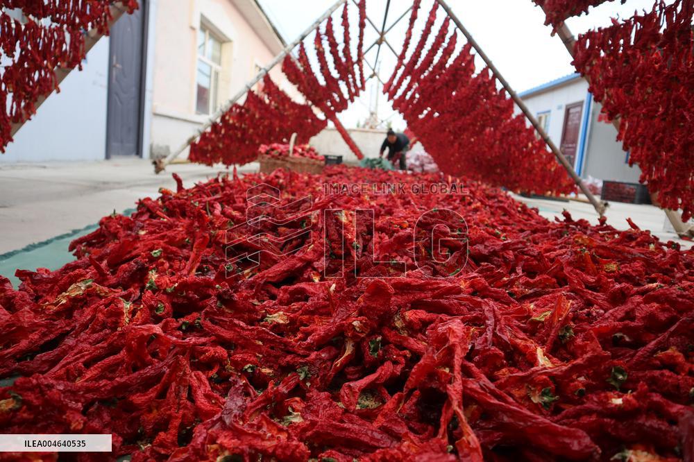 Farmers Drying Chili Peppers