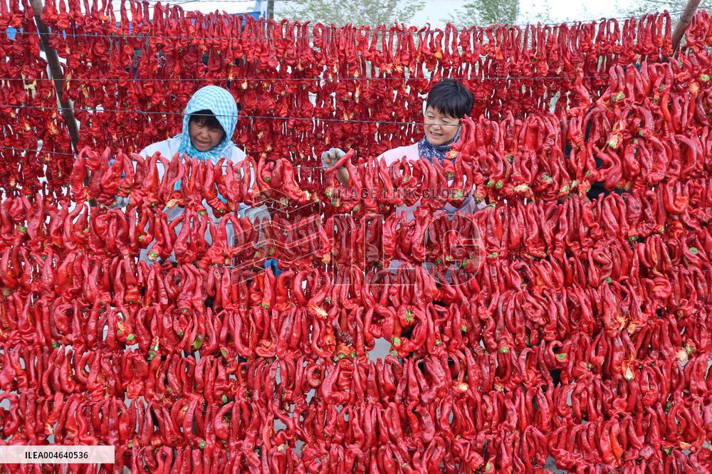 Farmers Drying Chili Peppers