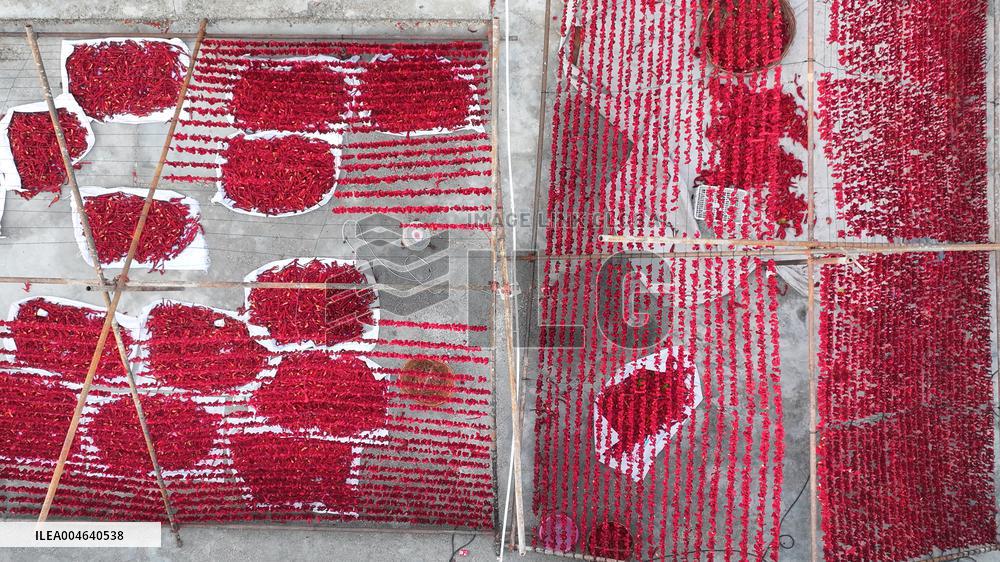 Farmers Drying Chili Peppers