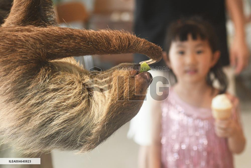 A Sloth Cafe in Hangzhou