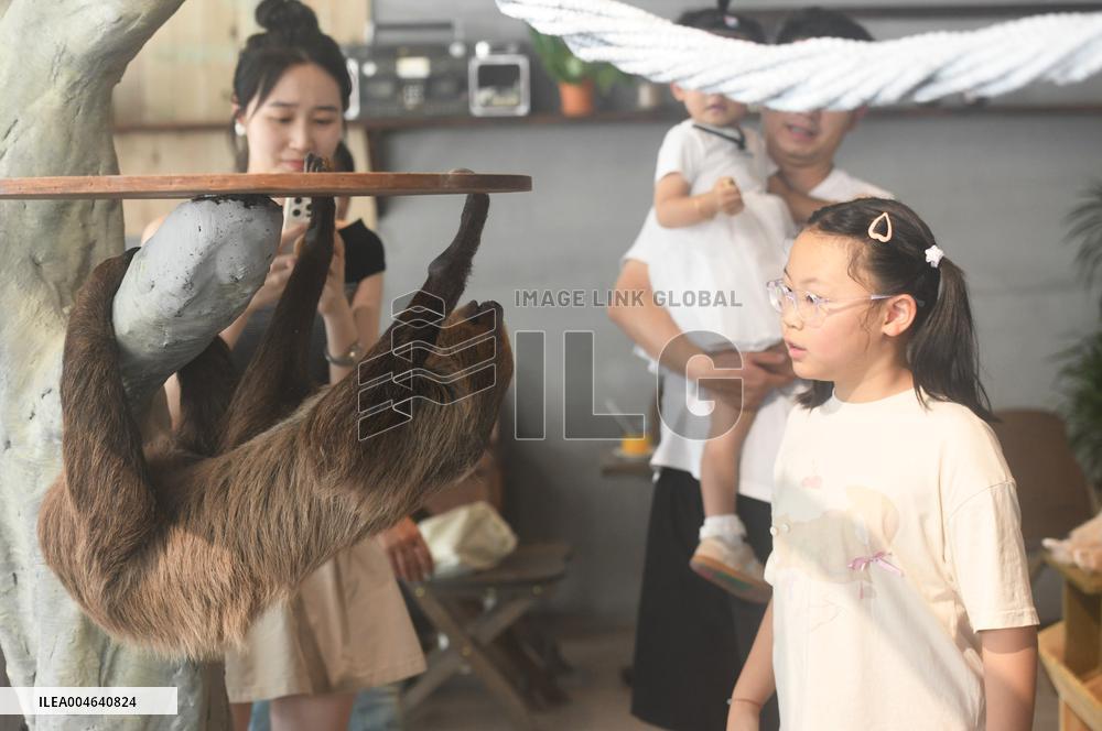 A Sloth Cafe in Hangzhou