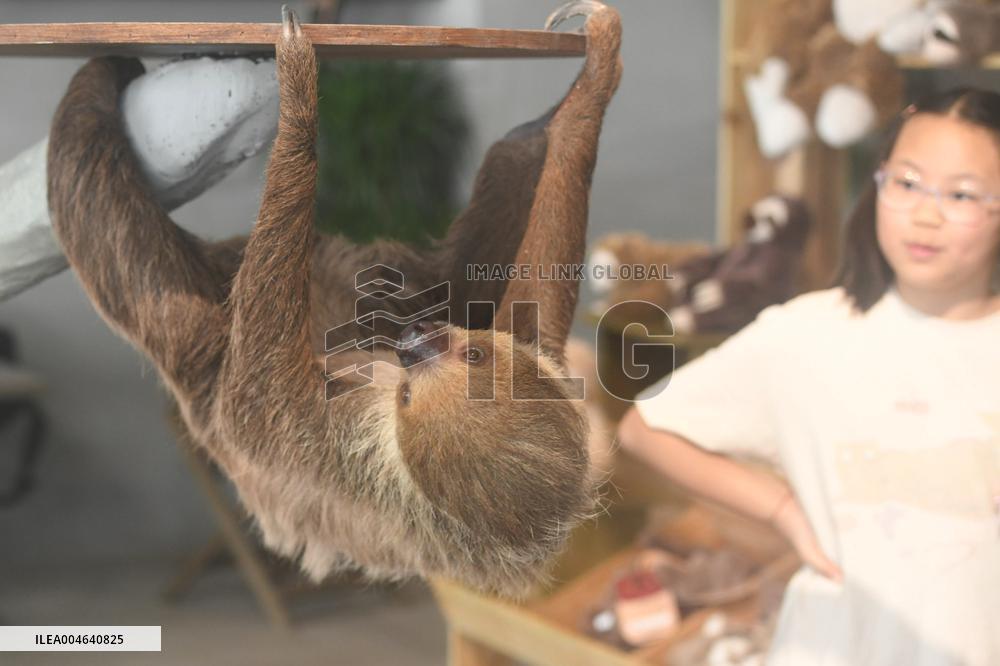 A Sloth Cafe in Hangzhou