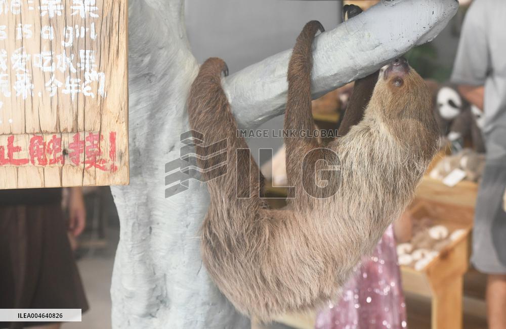 A Sloth Cafe in Hangzhou