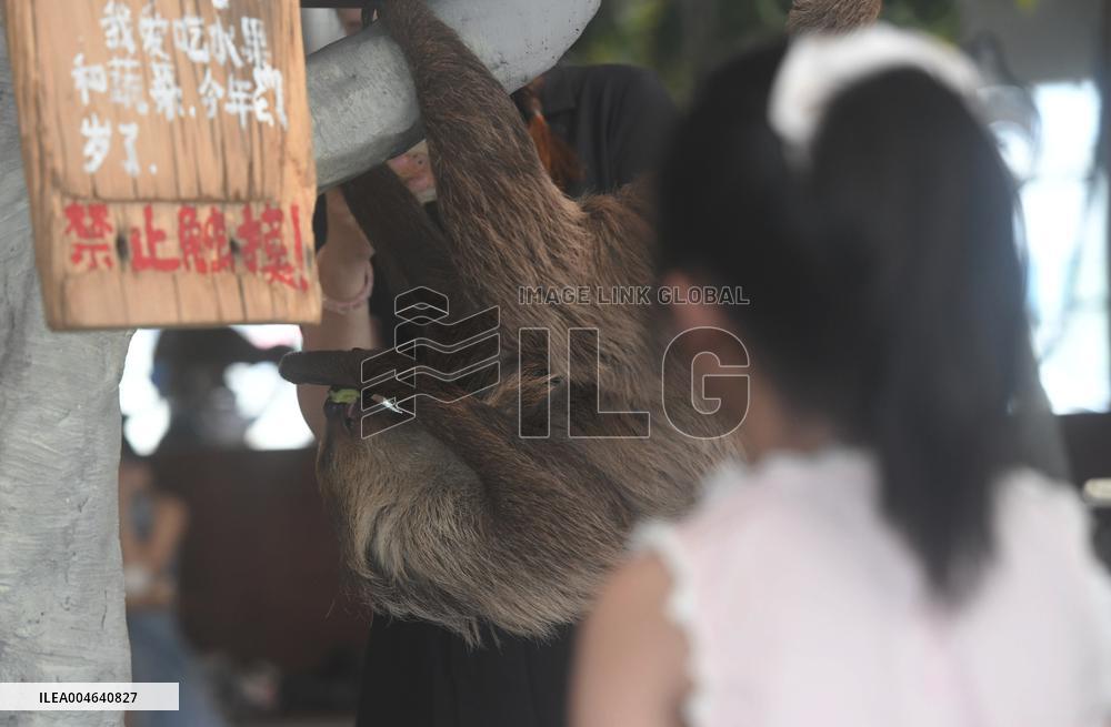 A Sloth Cafe in Hangzhou