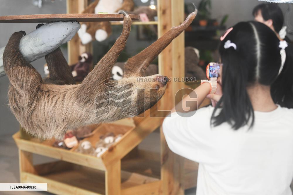 A Sloth Cafe in Hangzhou